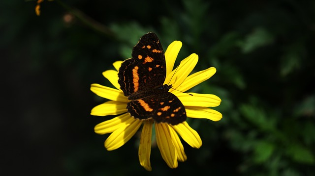 dividend yield comparison across equity sectors